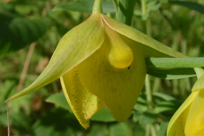 Calochortus pulchellus - Globe Lily, Calochortus pulchellus