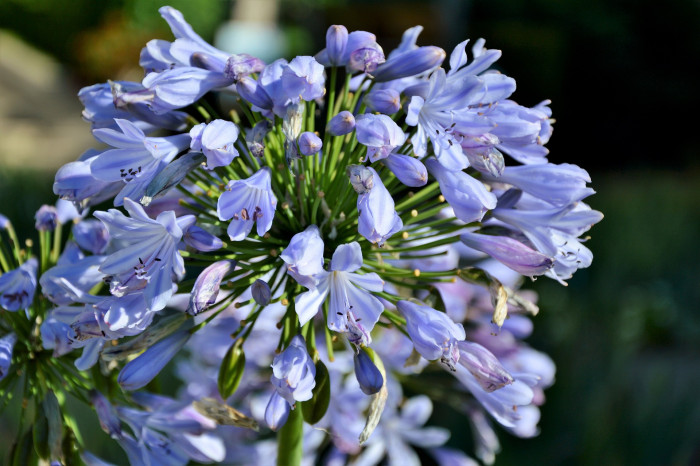 아가판서스 - African lily, Agapanthus africanus (L.) Hoffmanns