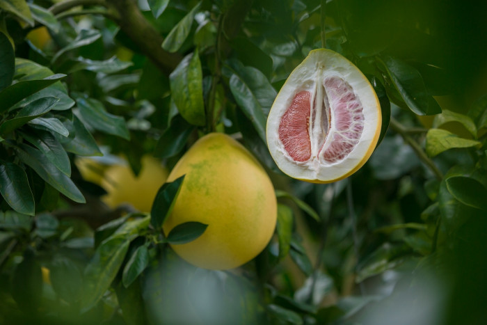 중국유자 - Pomelo, Grape fruit, Citrus grandis