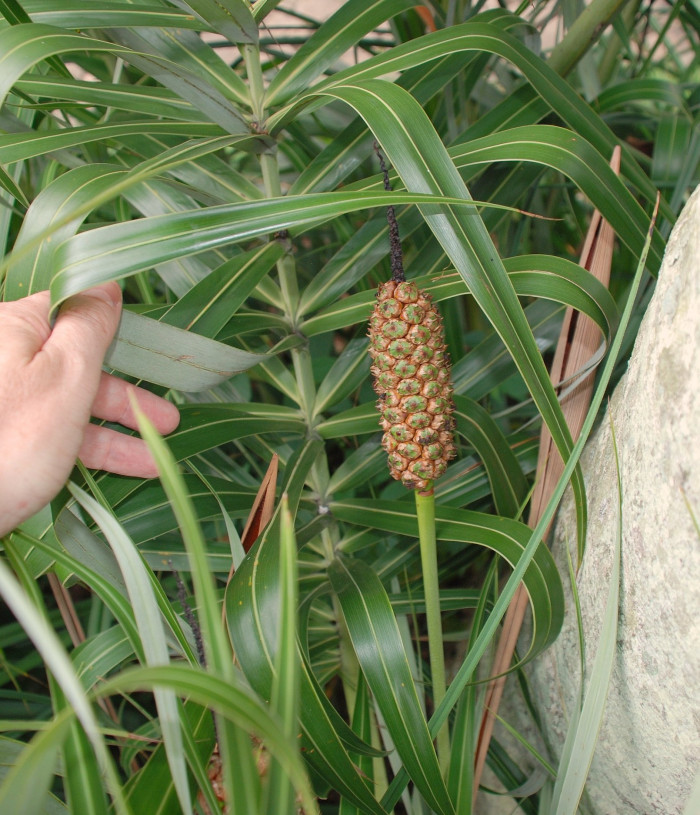 해변 야자 - Seashore Palm, Allagoptera arenaria