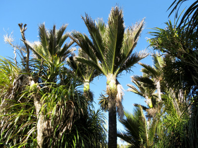 닉카우 야자 사진 - Rhopalostylis sapida Photos
