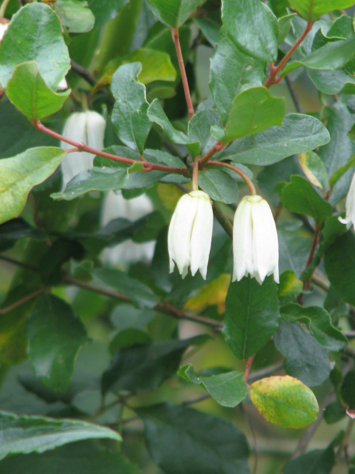 크리노덴드론 파타구아 - Patagua, Lily of the valley tree, Crinodendron patagua