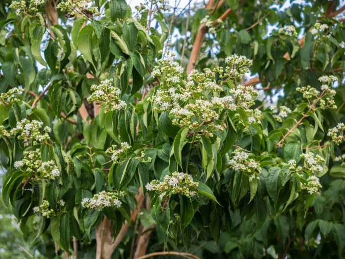 칠자화 - Seven Son Flower, Heptacodium miconioides