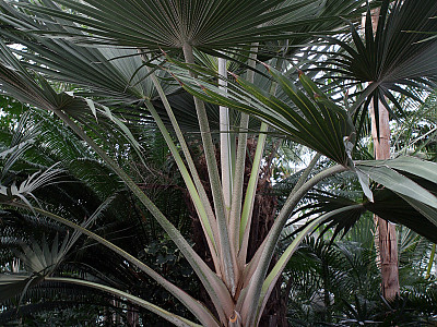 홍종려야자 사진 - Latania lontaroides (Gaertn.) H. E. Moore Photos