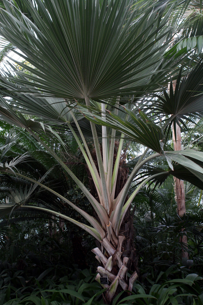 홍종려야자 - Red Latan Palm, Latania lontaroides (Gaertn.) H. E. Moore