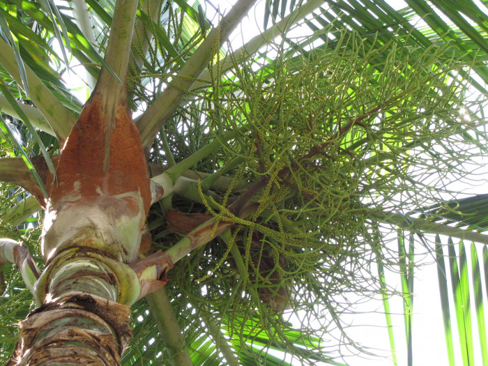 테티베어 야자 - Teddy Bear Palm, Red-stemmed triangular palm, Redneck palm, Dypsis leptocheilos