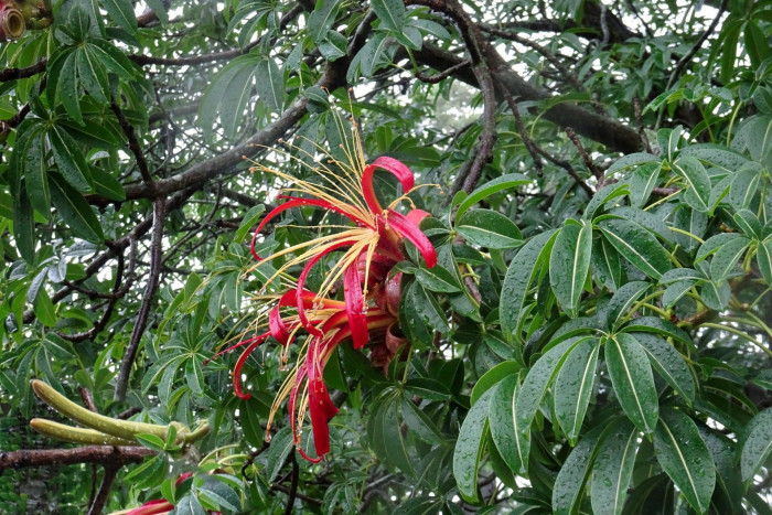 마다가스카르 바오밥나무 - Madagascar baobab, Adansonia madagascariensis