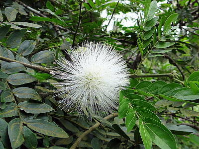 홍자귀나무 사진 - Calliandra emarginata Photos