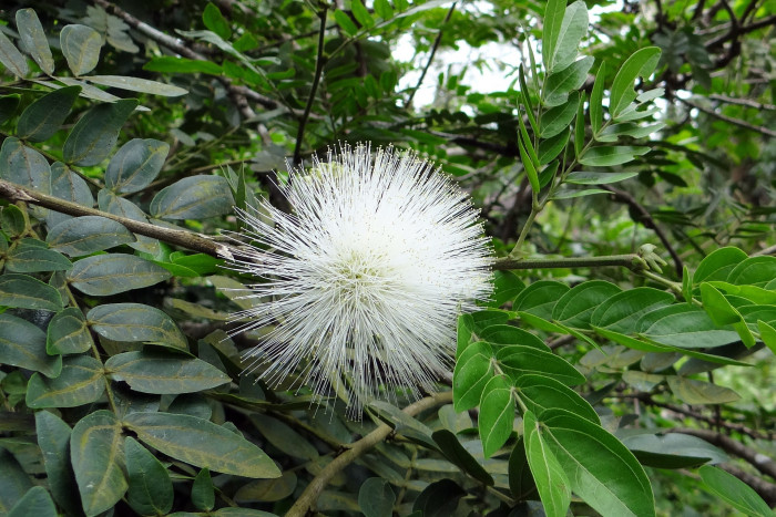 홍자귀나무 - Powder Puff Flower, Calliandra emarginata
