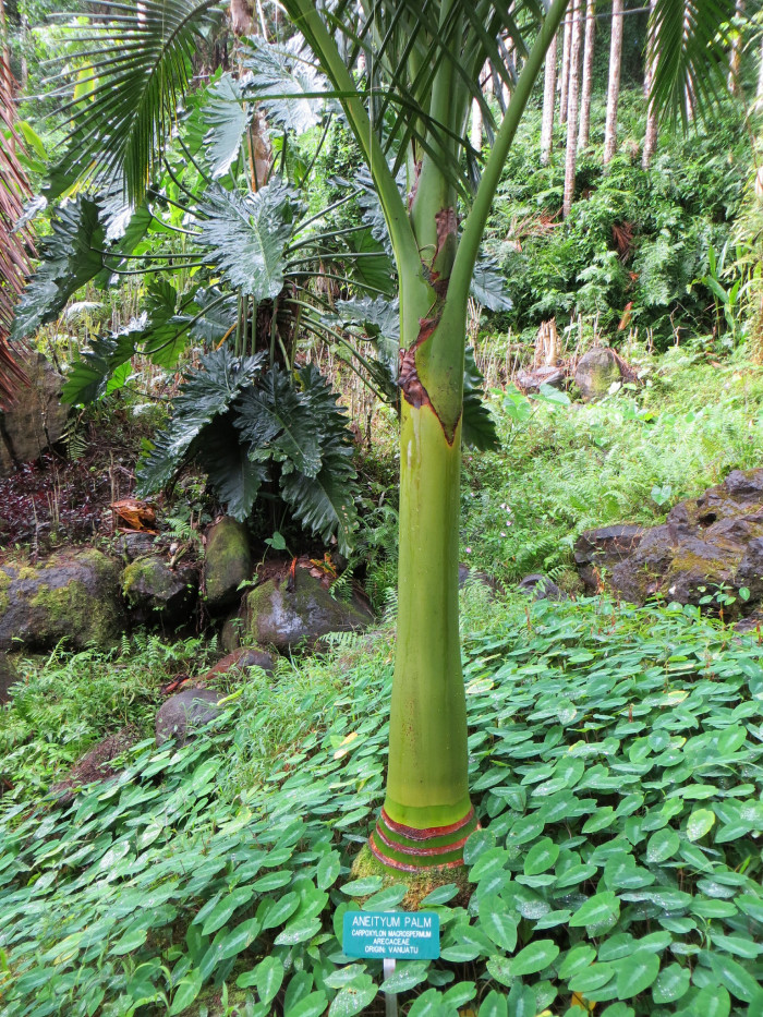 아네이튬 야자 - Aneityum Palm, Carpoxykum Palm, Carpoxylon macrospermum