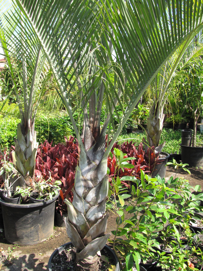 삼각야자 - Triangle Palm, Dypsis decaryi, Neodypsis decaryi jumelle