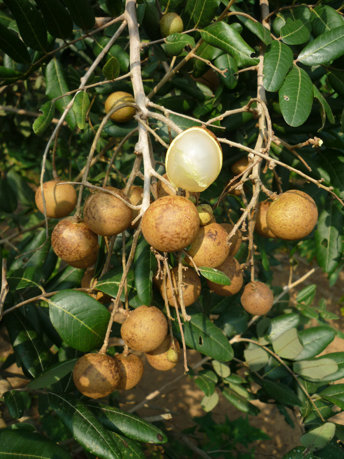 용안 - longan, Dimocarpus longan Lour.