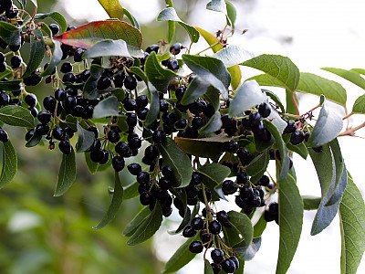마키베리 사진 - Aristotelia chilensis Photos