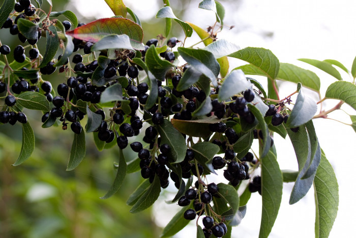 마키베리 - Maqui Berry, Aristotelia chilensis
