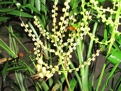 테이블야자 사진 - Chamaedorea elegans Photos