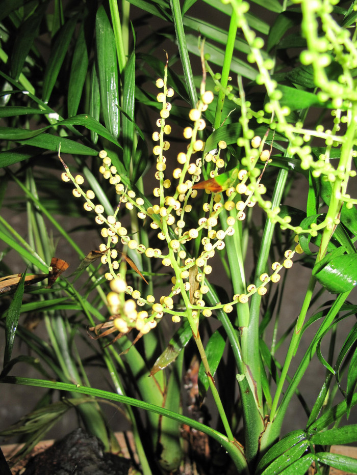 테이블야자 - neanthe bella palm, parlour palm, Chamaedorea elegans