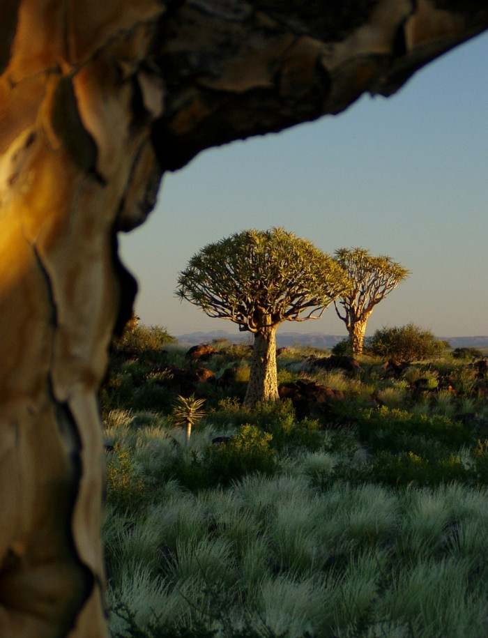 알로에 디코토마 - Quiver Trees, Aloe dichotoma Masson