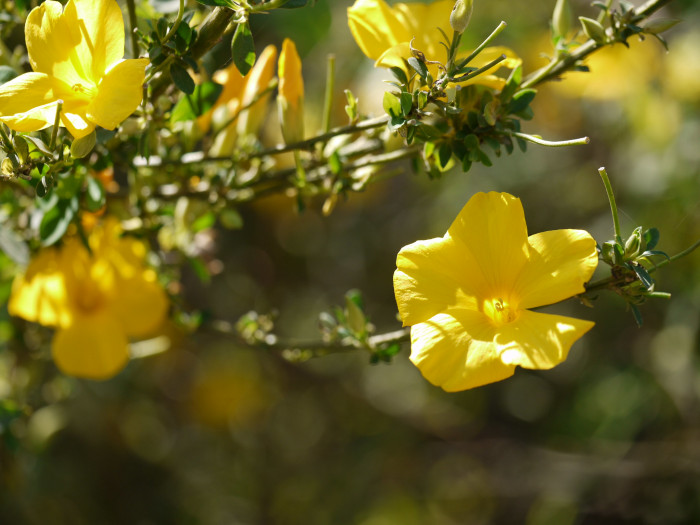 월광화 - Yellow flax, Reinwardtia indica, Calonyction aculeatum (L.) House