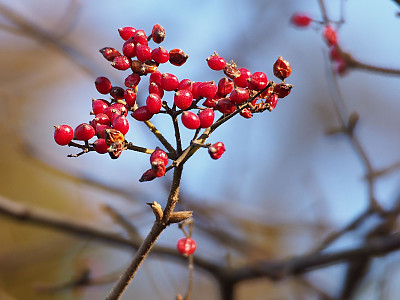 덜꿩나무 사진 - Viburnum erosum Thunb. Photos