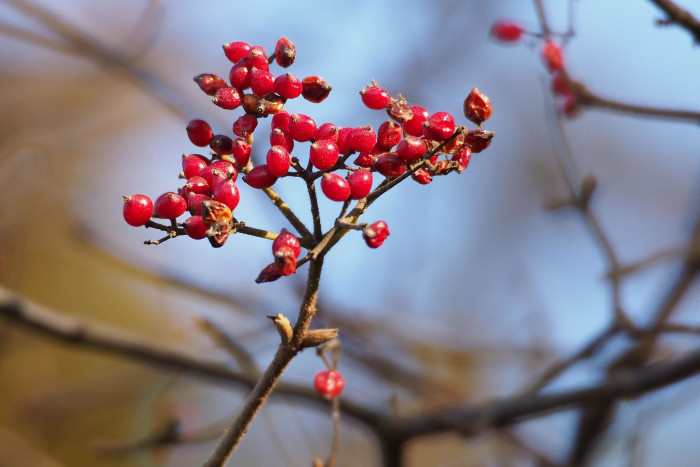 덜꿩나무 - Viburnum erosum Thunb.