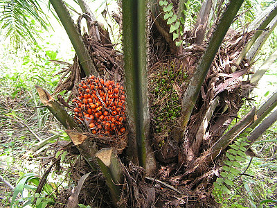 기름야자 사진 - Elaeis guineensis Photos