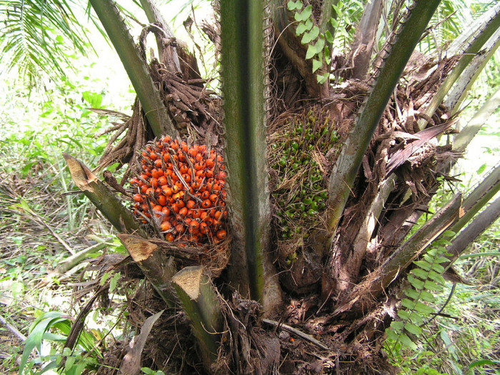 기름야자 - Oil palm, African Oil Palm, Elaeis guineensis