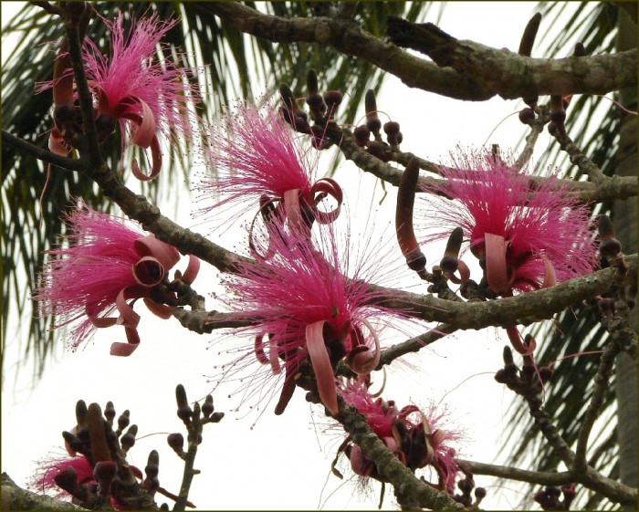 슈도봄백스 엘립티컴 - Bombax ellipticum, Shaving Brush, Shaving Brush Tree, Pseudobombax ellipticum