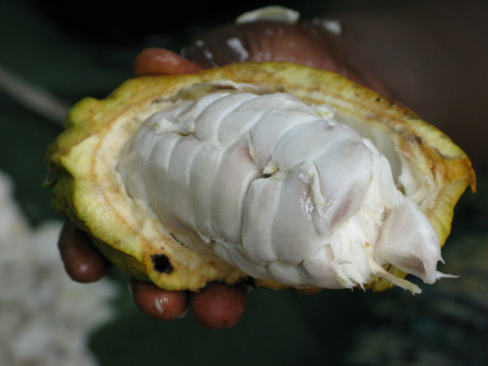카카오 - Cacao tree, cocoa tree, Theobroma cacao