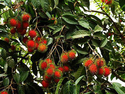 람부탄 사진 - Nephelium lappaceum Photos