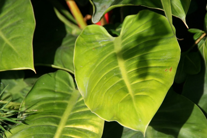 문라이트 - Moonlight Philodendron, Philodendron Moonlight