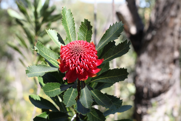 텔로피아 - Waratah, Telopea speciosissima