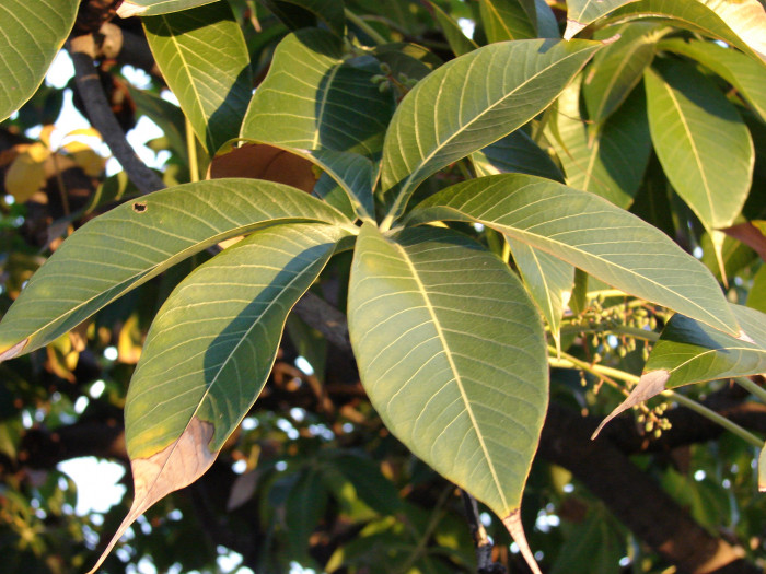 자바올리브 - Stinky sterculia, hazel sterculia, bastard poon tree, java olive tree, Sterculia foetida