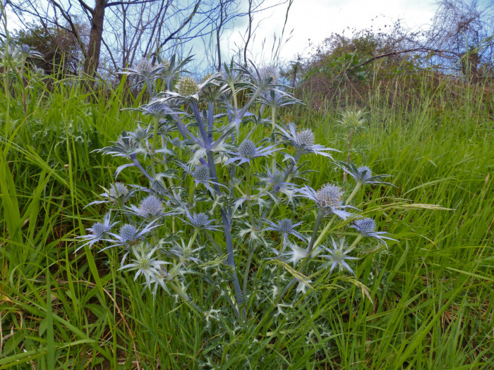 에린지움 - Flat Sea Holly, blue eryngo, Eryngium planum