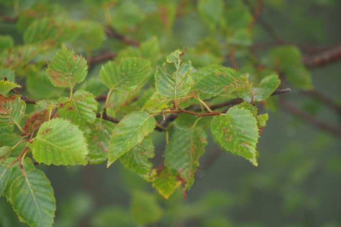 사스래나무 - Betula ermanii Cham.