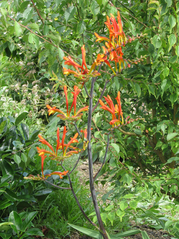 크로커스미아 - Aunt Eliza, Crocosmia paniculata