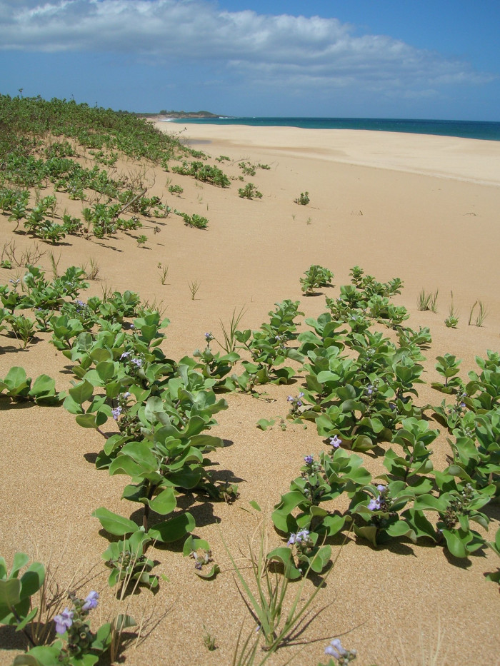 순비기나무 - Vitex rotundifolia L.f.