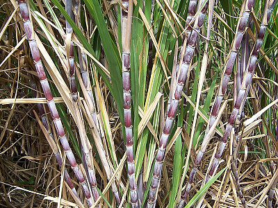 사탕수수 사진 - Saccharum officinarum L. Photos
