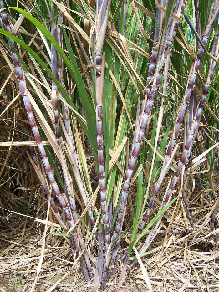 사탕수수 - sugarcane, Saccharum officinarum L.