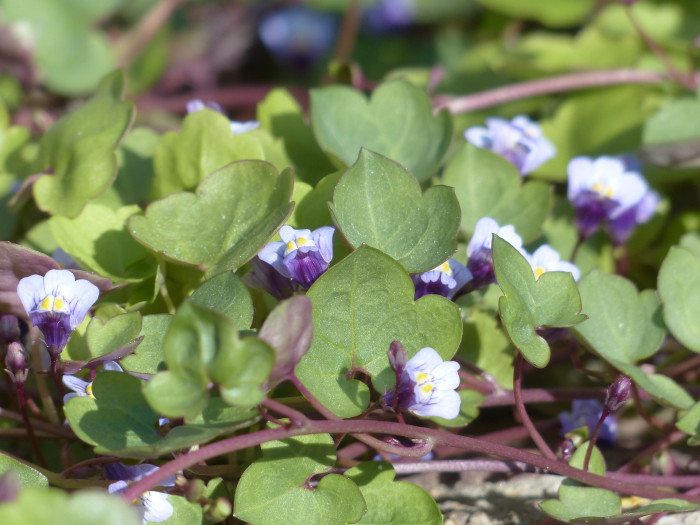 덩굴해란초 - Dulcimer Herb, Cymbalaria muralis P. Gaertn., B. Mey. & Scherb.