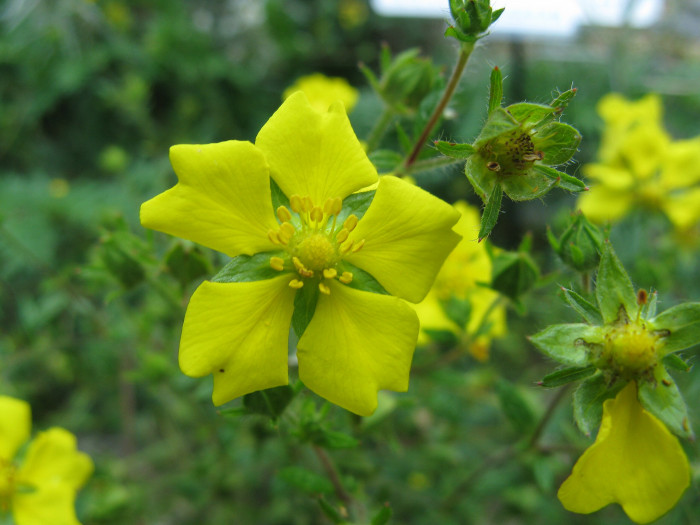 딱지꽃 - Potentilla chinensis Ser. var. chinensis