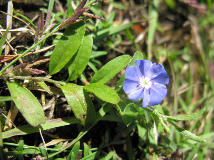 아메리칸블루 - American blue, blue daze, Evolvulus giomeratus