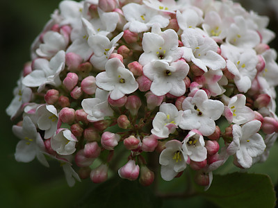 유럽분꽃 사진 - Viburnum carlcephalum Photos