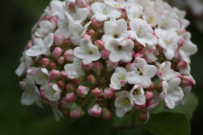 유럽분꽃 - Viburnum carlcephalum