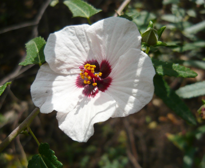 파보니아 하스타타 - Pavonia hastata