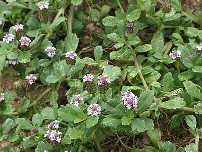 쿠라피아 사진 - Phyla nodiflora (L.) Greene Photos