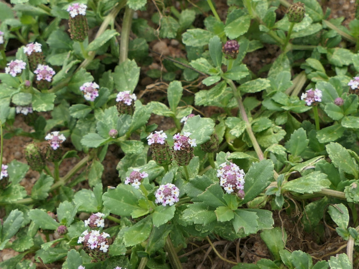 쿠라피아 - Frog fruit, Sawtooth fogfruit, Turkey tangle, Phyla nodiflora (L.) Greene