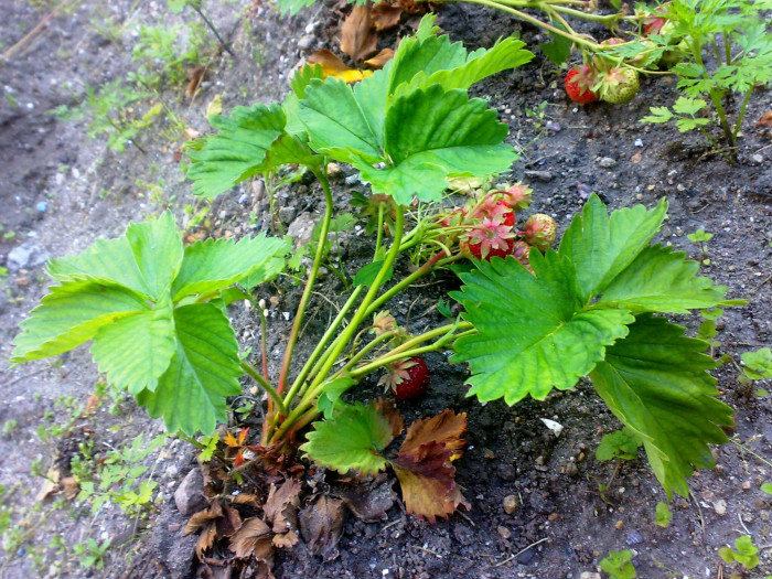딸기 - Strawberries, Fragaria ananassa Duch.