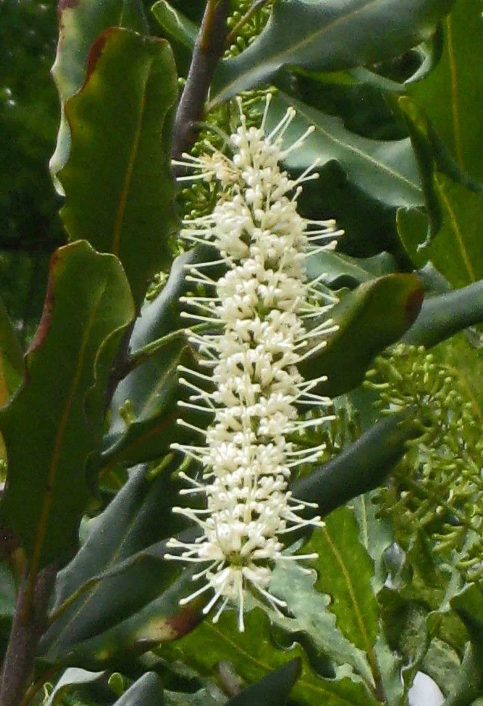 마카다미아 터니폴리아 - small-fruited Queensland nut, Gympie nut, Macadamia ternifolia F.Muell.