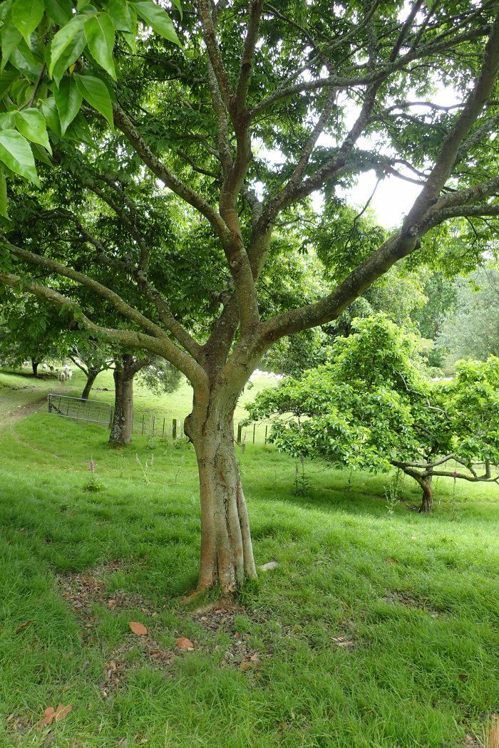 푸조나무 - Muku Tree, Aphananthe aspera (Thunb.) Planch.