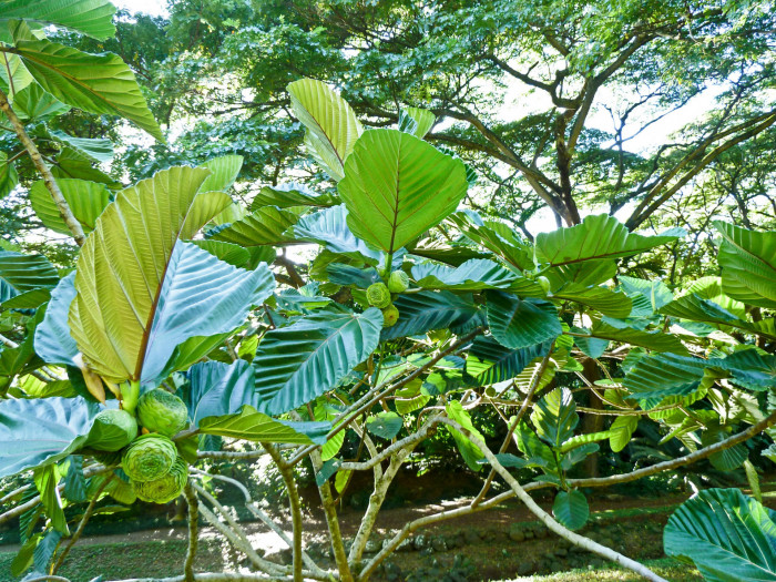 집시무화과 - Highland breadfruit, dinner plate fig, Ficus dammaropsis